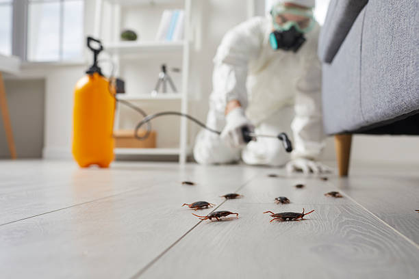 Commercial Kitchen Cockroach Control in Russell